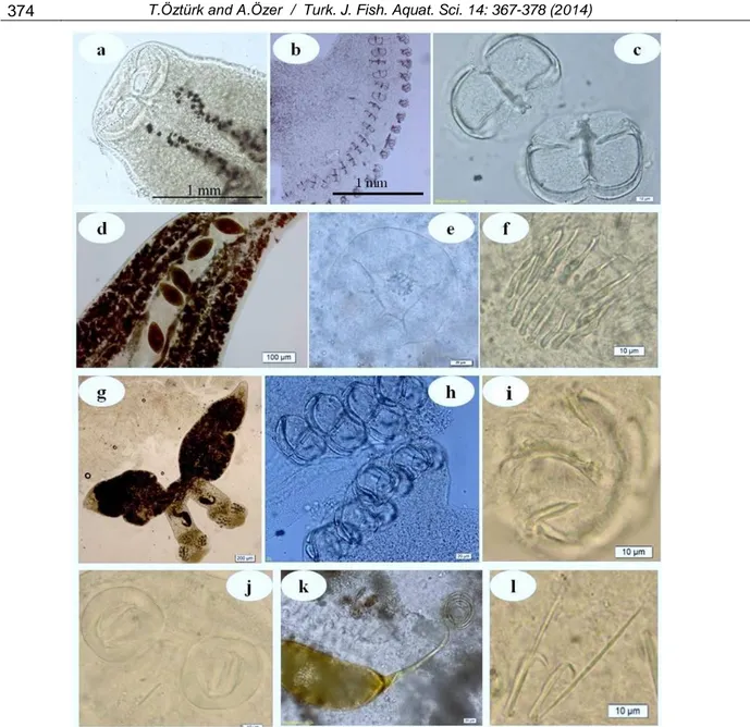 Figure 5). S. mugilis is a common parasite of mugilid  fish  from  the  Mediterranean