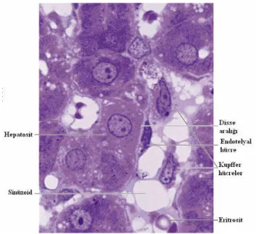 Şekil 2.4. Hepatositlere yakın  endotel  hücreleriyle sinüzoid kapillerini gösteren  karaciğer kesiti