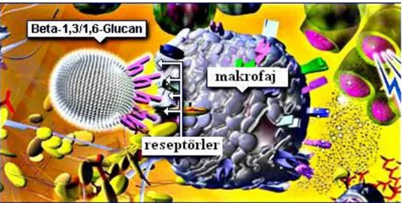Şekil 2.11. Makrofajlar, beta glukanları tanıyan ve onlara bağlanan reseptörlere  sahiptirler (http://immupet.com/Scientifically-Proven.cfm)
