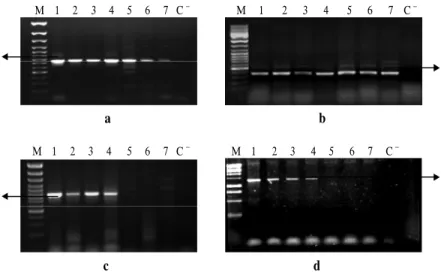 Figure  1.    Amplification  products  of    E1  (a),  E2  (b),  E2A  (c)  and  E2  forward  and E2A reverse (d) primers