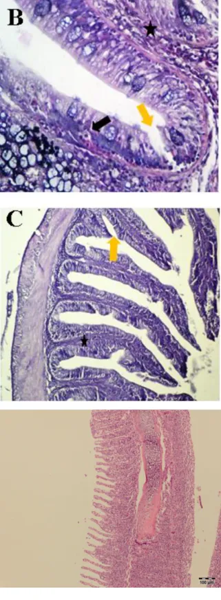 Figure  3B.  Intestine  tissue  exposed  to  15  mg/L  nitrogen  fertilizer.  Desquamation  (orange  arrow),  mononucleear  cell  infiltration  (MHI)  in  connective  tissue