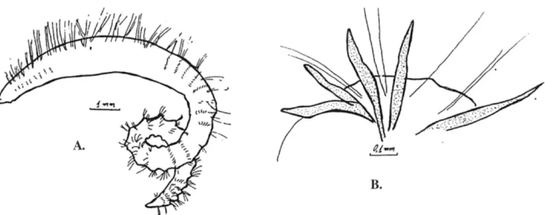 Fig. 2: Chaetozone gibber. A. Anterior part. B. Posterior parapodium. C. Posterior part (after SIMBOURA, 1996 identified as Chaetozone sp