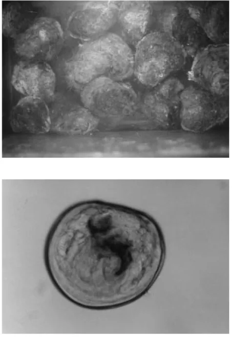 Figure 4. An  oyster larva which has just been liberated (original, x200).