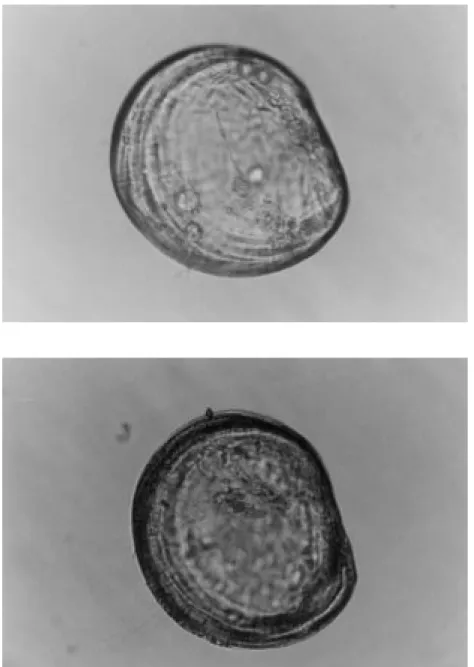 Figure 8. An  oyster larva which has c o m p l e t e d m e t a m o r p h o s i s (original, x200).