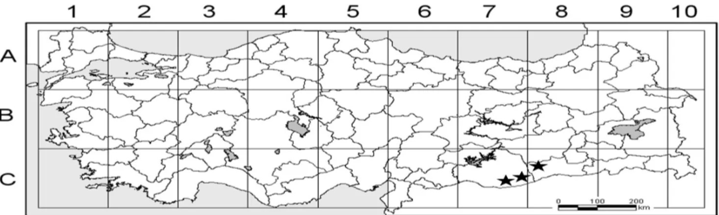 Figure 2. Distribution map of  Aegilops vavilovii  (Zhuk.) Chennav. in Turkey.