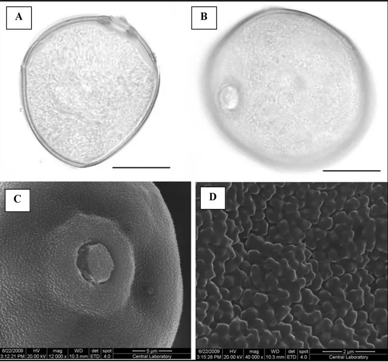 Figure 5. Pollen grains of  A. vavilovii  in LM (A-B) and SEM (C-D). A - Equatorial view; B - Polar view; C - Operculate-annulate pore; D -  Insular type exine surface (Scale bar: A, B: 20 µm; C: 5 µm D: 2 µm)