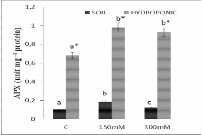 Fig.  3b.  Changes  in  APX  activities  in  roots  of  Phaseolus 