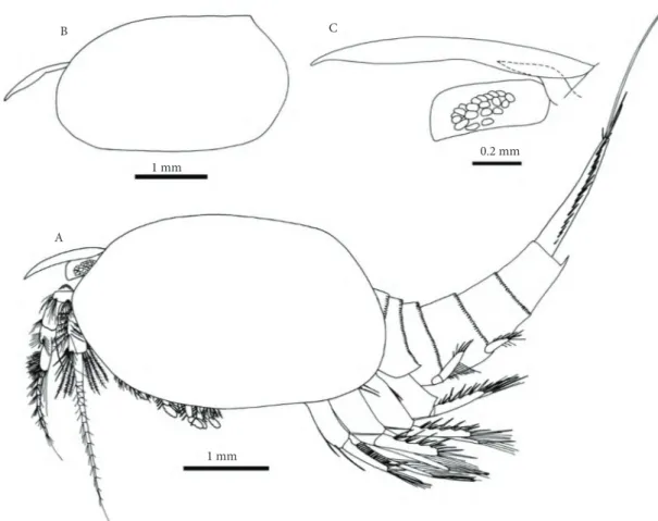 Figure 1.  Nebalia abyssicola - (A) whole animal, lateral view (post-ovigerous ♀); (B) carapace and rostrum, lateral  view (♂); (C) rostrum, supraorbital scale, and eye, lateral view (post-ovigerous ♀).