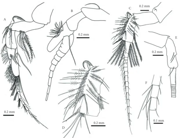Figure 2. Nebalia abyssicola - (A) antennule, lateral view (post-ovigerous ♀); (B) antennule, lateral view (♂); (C) an- an-tenna, lateral view (post-ovigerous ♀); (D) anan-tenna, third article, external side, lateral view (post-ovigerous  ♀); (E) antenna, 