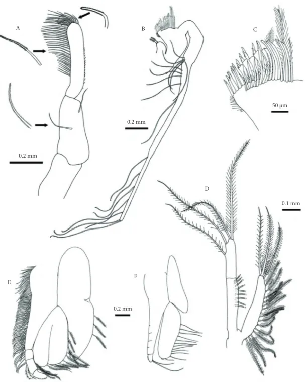 Figure 3. Nebalia abyssicola - post-ovigerous ♀: (A) mandibular palp and detail of setae; (B) fi rst maxilla; (C) fi rst  maxilla, detail of distal endite and setae; (D) second maxilla; (E) thoracopod 3; (F) thoracopod 8
