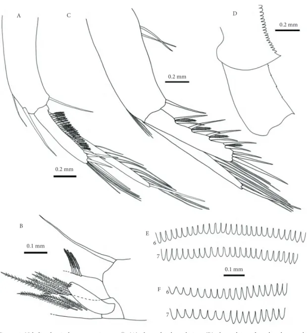Figure 4. Nebalia abyssicola - post-ovigerous ♀: (A) pleopod 1, lateral view; (B) pleopod 1, endopod and exopod,  proximal part; (C) pleopod 2, lateral view; (D) pleonite 4 lateral border and pleopod 4 protopod, lateral  view; (E) pleonites 6-7, posterior 