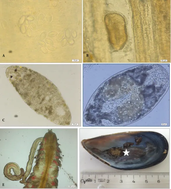 Figure 2. Parasites of M. galloprovincialis: A. Nematopsis legeri, B. Peniculistoma mytili, C