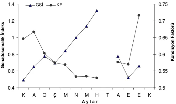 Şekil 6. Hamsi balığında tüm (dişi+erkek) bireylere ait GSİ ile KF değerlerinin karşılaştırılması 