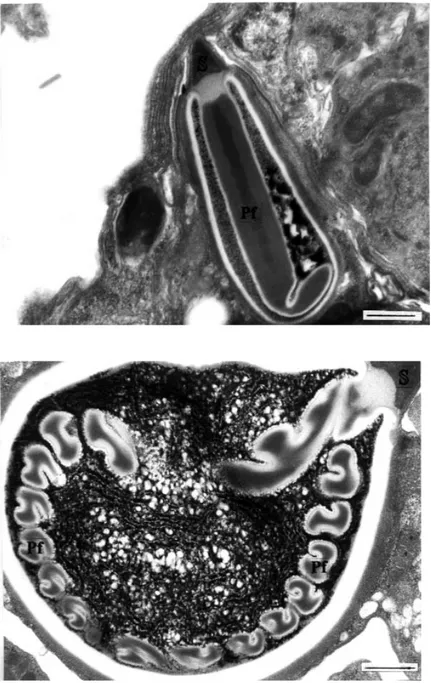 Figure 18.  A longitudinal section through a mature polar capsule in echinactinomyxon
