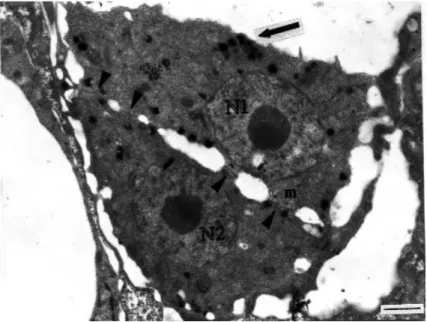 Figure 1.  Two uninucleate cells at an early stage of fusion in raabeia. Arrow shows  elec-tron-dense bodies and the junctions between the two cells are visible  (arrow-heads)
