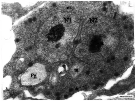 Figure 3.  Binucleate cell stage of echinactinomyx- echinactinomyx-on. Two nuclei of similar size (N1, N2) occupy the centre of the cytoplasm