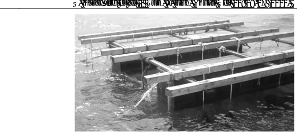Figure 2. The experimental raft system for mussel culture. 