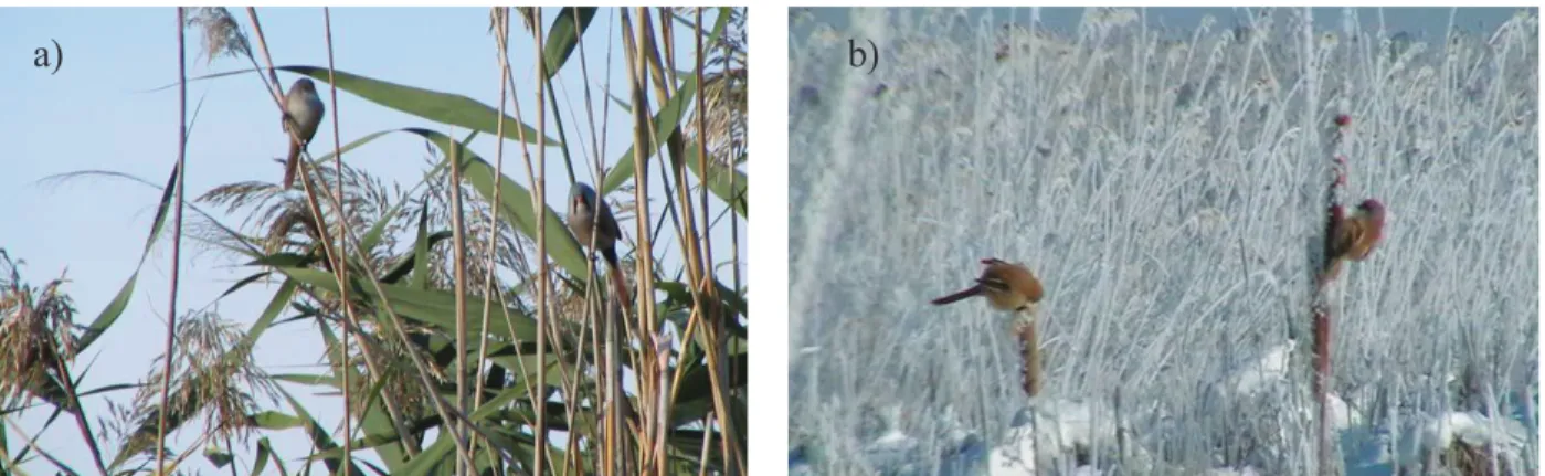 Figure 1. Bearded Tits (a) in summer and (b) in snowy winter at Eber Lake.