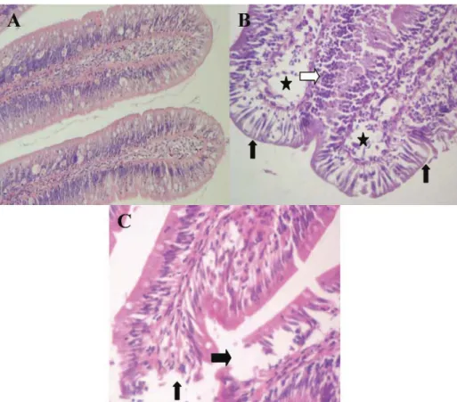 Fig 3. A- Intestine tissue in the 