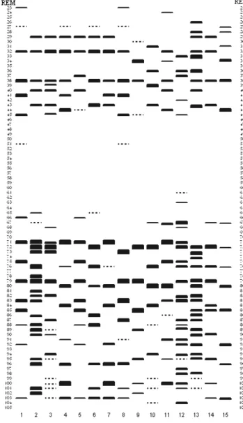 Figure 1. The diagrammatic representation of 15 hordein banding