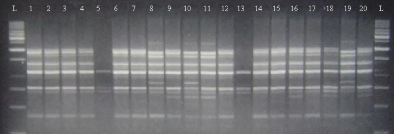 Figure  2. Example of RAPD gel with OPB-12 primer. The first twenty cultivars represented in Table 1 are displayed from left to right.