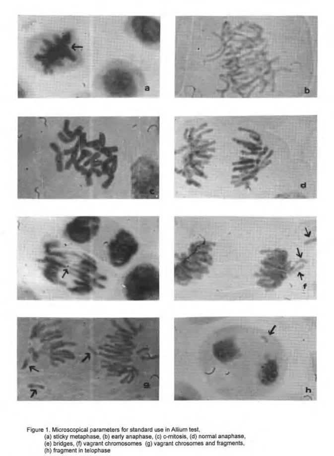 Figure 1. Microscopical parameters for standard use in Allium test, 