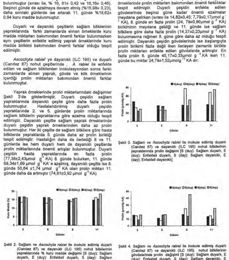 Şekil 3. Sa ğlam ve  Ascochyta rabiei  ile inokule edilmiş   duyarl ı  (Canı tez 87) ve dayan ı kl ı  (ILC 195) nohut bitkilerinin  yapraklarında prolin de ğişimi [S (duy): Sa ğ lam duyarl ı , E  (duy): Enfekteli duyarl ı , S (day): Sa ğ lam dayan ı kl ı ,