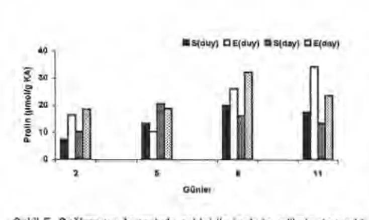 Şekil 5. Sa ğlam ve Ascochyta rabiei ile inokule edilmi ş   dayan ıklı   (ILC 195) ve duyarl ı  (Can ıtez 87) nohut bitkilerinin  köklerinde prolin de ğ işimi [S (duy): Sağlam duyarl ı , E  (duy): Enfekteli duyarl ı , S (day): Sa ğlam dayanı kl ı , E  (day