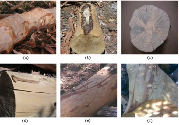 Figure 1. The stem defects: a) knots b) wounds c) rots d) cracks e) bending f) sweep  Şekil 1