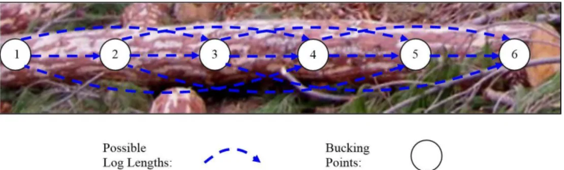 Figure 2. Network system of a sample tree in optimum bucking algorithm  Şekil 2. Optimum boylama algoritmasında örnek bir ağacın network sistemi    