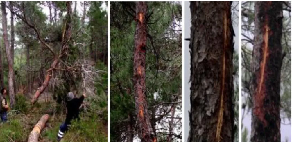 Şekil 10. Devirme sırasında oluşan kalan ağaç zararı  Figure 10. Demonstration of stand damage during felling operation 