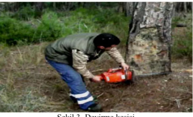 Şekil 3. Devirme kesişi  Figure 3. Felling cut 
