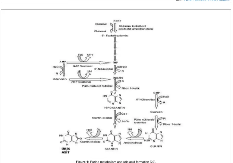 Figure 1: Purine metabolism and uric acid formation [22]. The study was carried out in line with ethical principles and rules by 