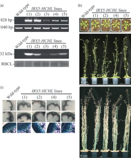 Table 1 In vitro HCHL enzyme activities in stems of 5-week-old wild-type (WT) and IRX5:HCHL plants