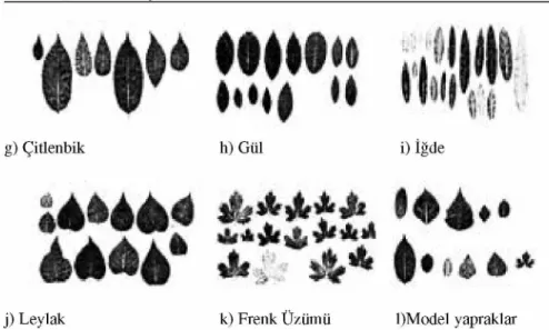 Şekil 3 Çalışmada kullanılan yaprak görüntüleri 4.1. Geriye Yayılma Ağı İle Sınıflandırma