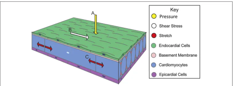 FIGURE 1 | Biomechanical forces in cardiac wall maturation.