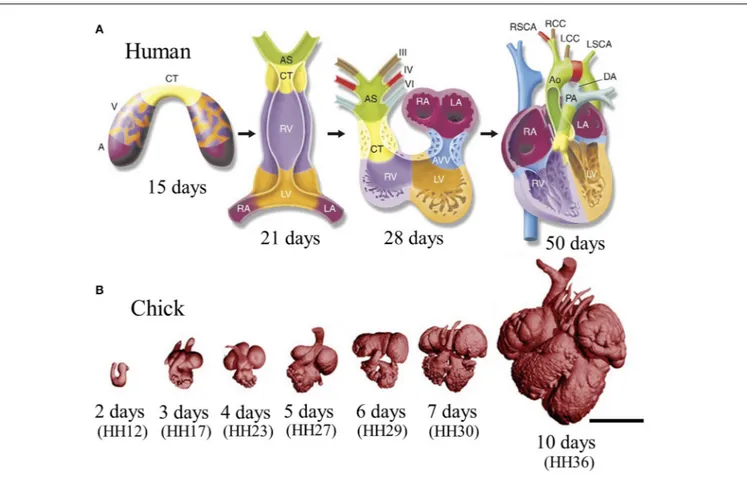 FIGURE 2 | Stages of heart development. (A) Schematic of cardiac