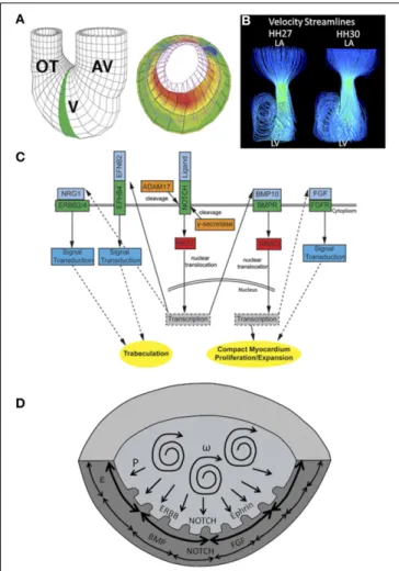 FIGURE 3 | Mechanical forces driving chamber development. (A) A