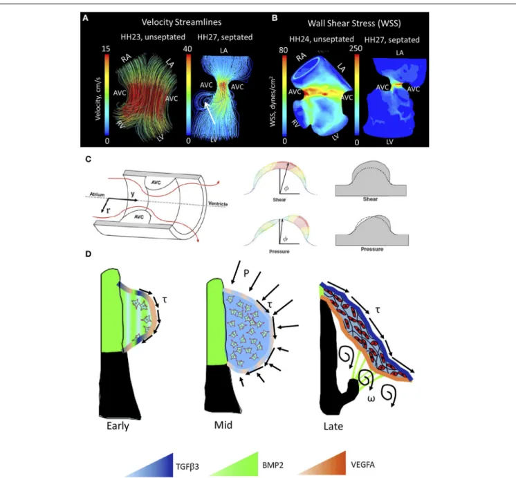 FIGURE 4 | Mechanical forces driving AV valve morphogenesis. (A)