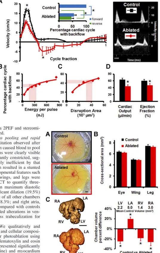 Fig. 4. Targeted HH24 AV cushion photoab- photoab-lation results in immediate ventricular  regur-gitation