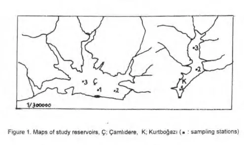 Figure 1. Maps of study reservoirs, Ç; Çaml ı dere, K; Kurtbo ğ az ı  : sampling stations) 