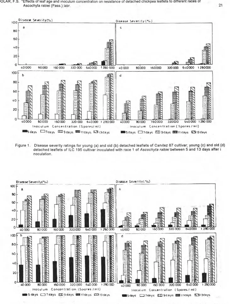 Figure 2. Disease severity ratings for young (a) and old (b) detached leaflets of Can ı tez 87 cultivar; young (c) and old (d)  detached leaflets of ILC 195 cultivar inoculated with race 4 of  Ascochyta rabiei  between 5 and 13 days after i  noculation