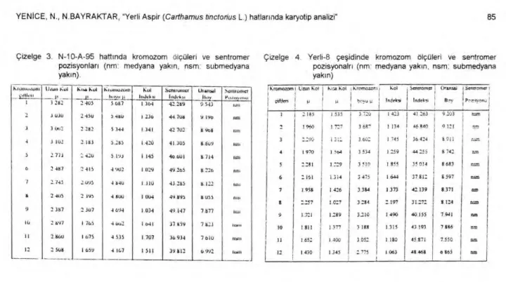 Çizelge 4. Yerli-8 çe ş idinde kromozom ölçüleri ve sentromer 