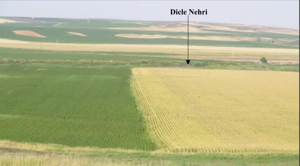 Foto 4. Bismil depresyonu hem pamuk (yeşil örtü- solda), hem de mısır (sarı örtü- sağda) tarımı için elverişlidir  (Tepe mahallesinden kuzeye bir bakış)