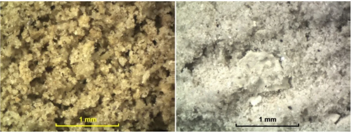 Foto 1 -  Eşen Ovasında Letoon kazısında delgi sondajda (1995) elde edilen volkanik küllerin mikroskop altındaki görünümü