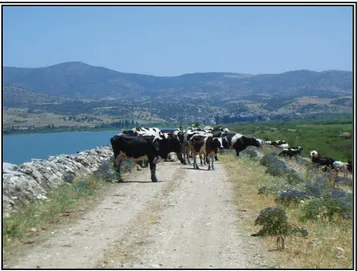 Foto 6. Marmara Gölü kenarında yapılan büyükbaş hayvancılık faaliyetlerinden bir görünüş 