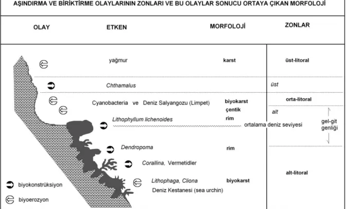 Şekil 3. Akdeniz’deki kireçtaşlı kıyı çizgilerinde biyoerozyonal ve biyokonstrüksional olaylar sonucu meydana gelen zonlar  ve morfoloji (Laborel ve Labore-Deguen, 1994).