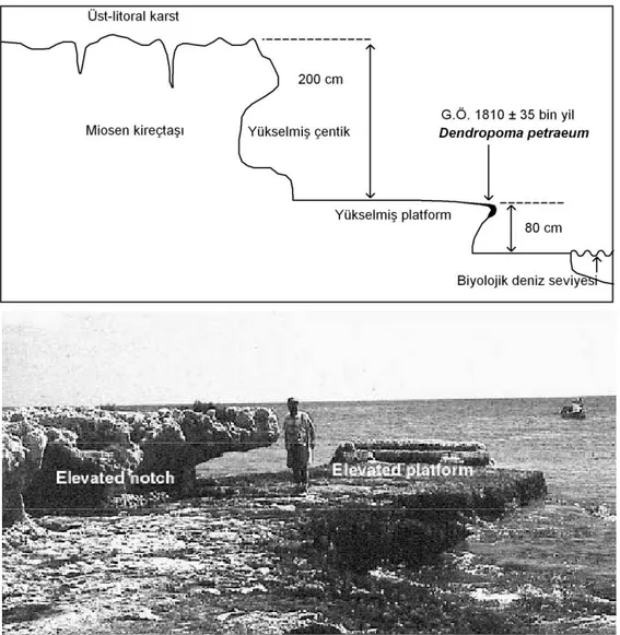 Şekil  4.  Lübnan  (Tripoli)  kıyılarında  yükselmiş  çentik  ve  platform.  Alt-litoral  zonun  üst  kısmında  yaşayan  Dendropoma  petraeum’dan oluşam rim, bugün deniz seviyesinden 80 cm yüksekte bulunmaktadır ve elde edilen tarih (G.Ö