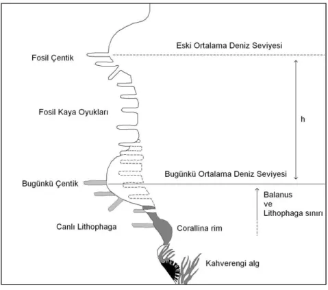 Şekil 5. Eski deniz seviyesinin nasıl ölçüldüğünü ve rölatif deniz seviyesi değişimi sonrası yenilenen biyolojik zonu gösteren  profil