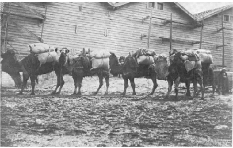 Foto 9.1890 yılında Sultançayırı Bor ocağından çıkarılan Pandermit’in develerle taşınması (Kaynak:www.etimaden.gov.tr) 